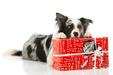 Hund mit Weihnachtsgeschenk