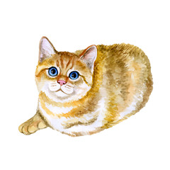 Watercolor close up portrait of popular British shorthair kitten breed isolated on white background. Rare golden chinchilla colouration. Hand drawn home pet. Greeting birthday card design. Clip art