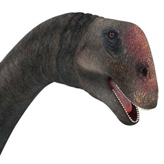 Brontomerus Dinosaur Head - Brontomerus was a herbivorous sauropod dinosaur that lived in the Cretaceous Period of Utah, USA. © Catmando