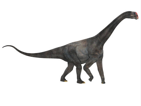 Brontomerus Side Profile - Brontomerus was a herbivorous sauropod dinosaur that lived in the Cretaceous Period of Utah, USA.
