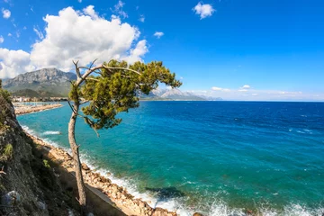 Foto auf Glas Tree on Antalya bay coast from Kemer, Turkey © erikzunec