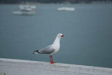 Seagull standing on a fence in Paihia, Bay of Islands, New Zealand