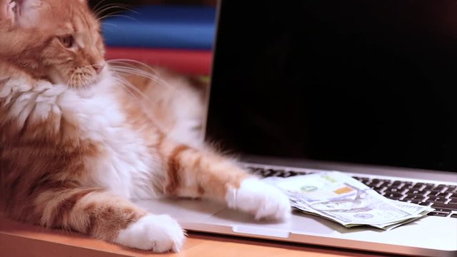 Cat and male hands counting US dollar banknotes at the table in front a laptop computer. Maine Coon kitten on workplace. Man with money bills and notebook.