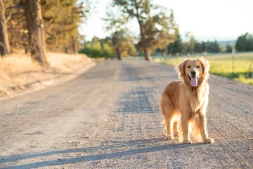 Wall murals Dog Golden retriever dog walking on a country dirt road