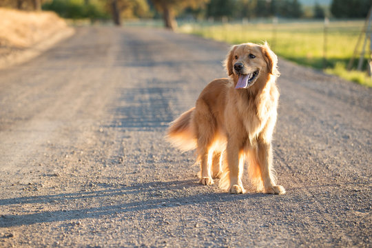 Fototapeta Golden retriever dog walking on a country dirt road