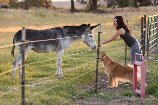 Dog hotsell meet girl