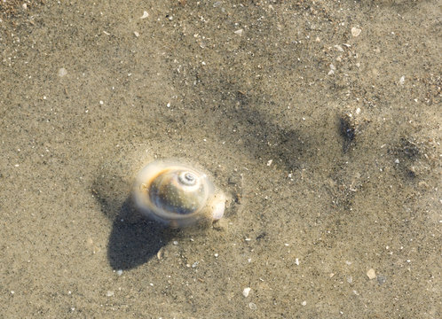 Neverita duplicata, common name the shark eye, is a species of predatory sea snail