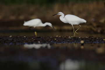Little Egret, Egretta Garzetta