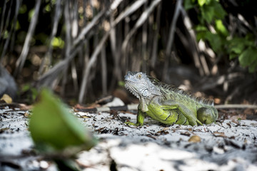 iguana reptando en su ambiente