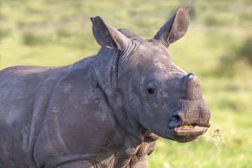 Baby White Rhino Portrait