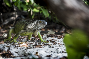 Iguana reptando en su ambiente