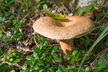 russula, mushroom with a yellow hat in the grass