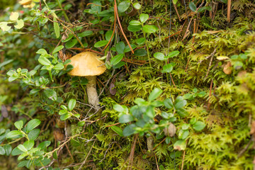 russula, mushroom with a yellow hat in the grass
