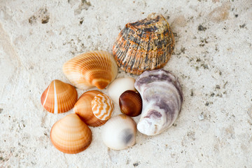 Beautiful Sea Shells