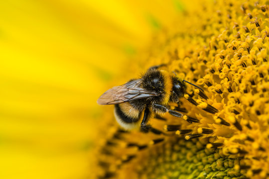Close-up shot from a Bee on a Sunflower