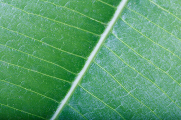 Leaf background