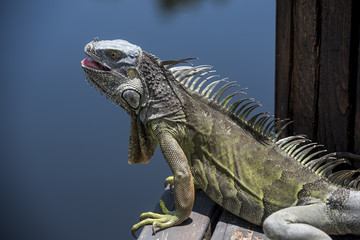 Iguana esperando en el canal