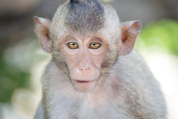 可愛いサル

