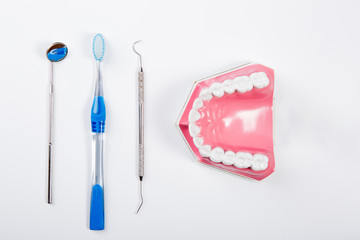 teeth model and dental tool for  dental care on white background