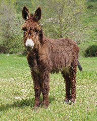 Donkey photographed at a farm in Sicily (Italy).