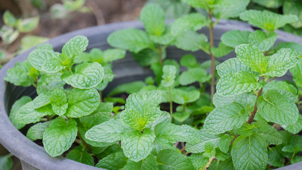 peppermint
