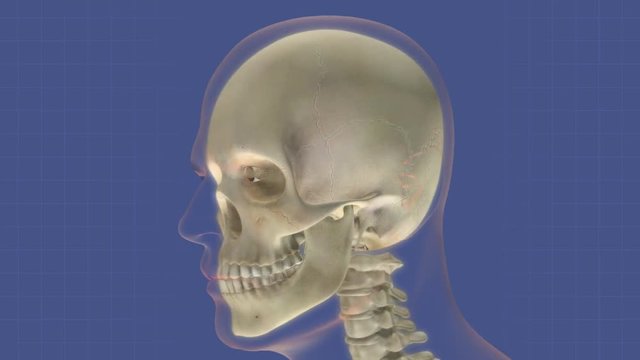 Animation of various internal organs protected by the skeletal system.