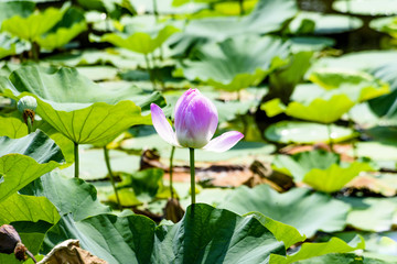 蓮　蕾　鶴岡八幡宮　源平池