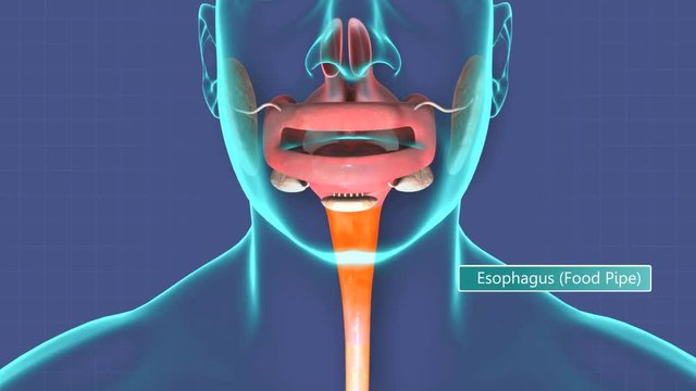 Human digestive system with annotated organs.