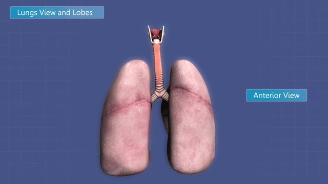 Animation depicting lobes of the human lungs.