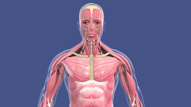 Animation of human muscular system.