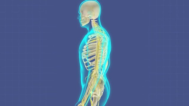 Animation of the human nervous system, with annotation.