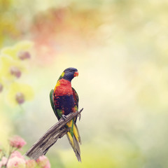 Rainbow Lorikeet