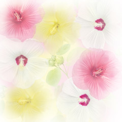 Fototapety  Colorful Hibiscus flowers