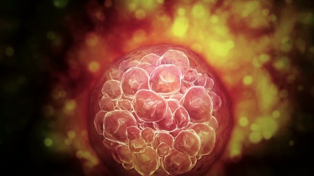 Microscopic visualization of a blastocyst.