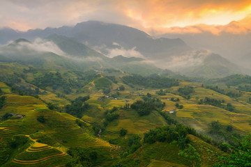 Rice fields and lighting