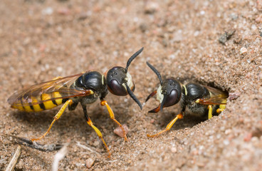 Aggressive european beewolf, Philanthus triangulum on sand