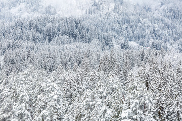 winter landscape froest