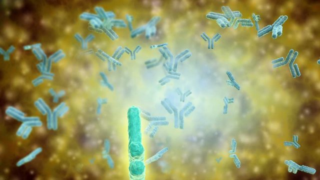 Microscopic visualization of human antibodies. Human antibodies are the Y-shaped proteins used by the immune system to defend against foreign objects like bacteria and viruses