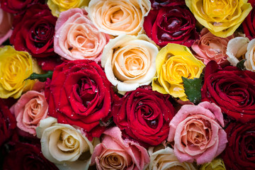 Fototapeta premium bouquet of roses with dew drops