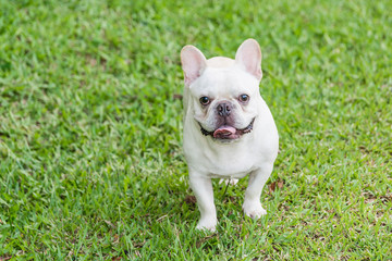 french bulldog laying on the grass fields in the park