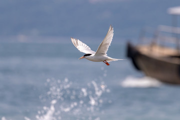 Bird in flight - Roseate Tern