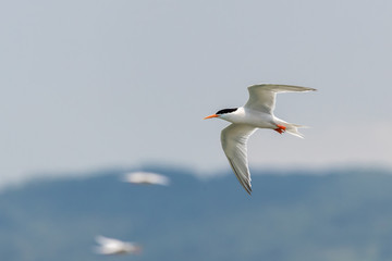 Bird in flight - Roseate Tern © Earnest Tse