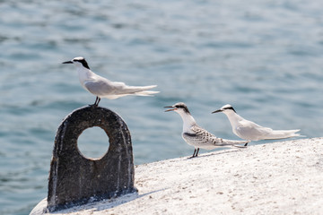Black-naped Tern Adult and Juvenile perching on float