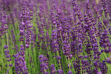 violet lavender field