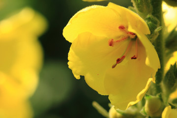 Obraz na płótnie Canvas yellow mullein flower