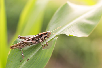 Grasshopper eating corn