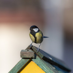 tit sitting on the roof