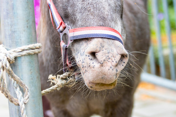 horses market where horses are mistreated and abused