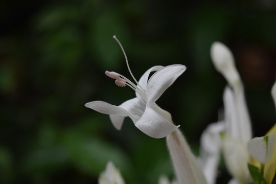 White stephanotis flower