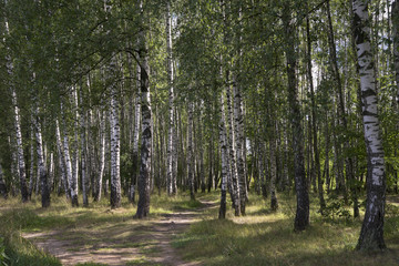 Obraz premium Las letni, gaj brzozowy.